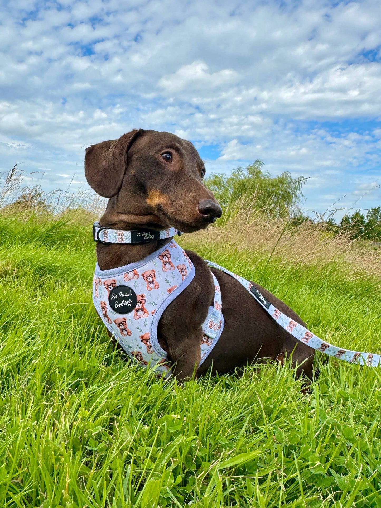 Rusty Bear Puppy Dog Collar