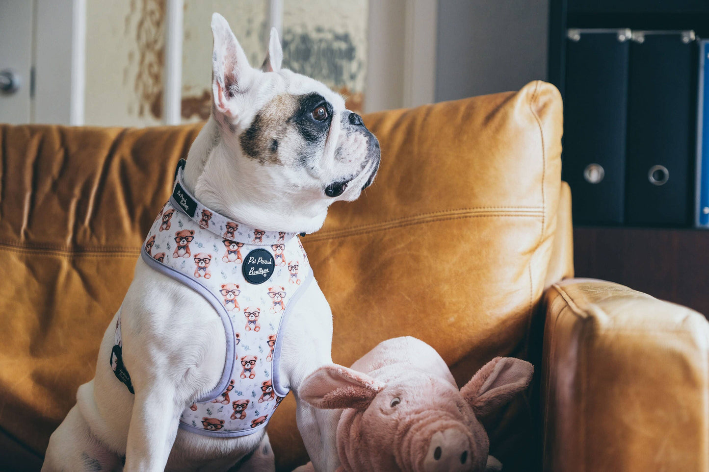 Rusty Bear Puppy Dog Collar
