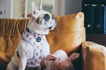 Rusty Bear Puppy Dog Collar