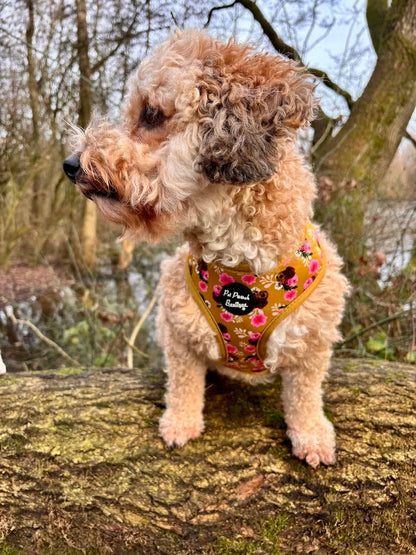 Vintage Yellow Buttercup Peonies Floral Puppy Dog Harness