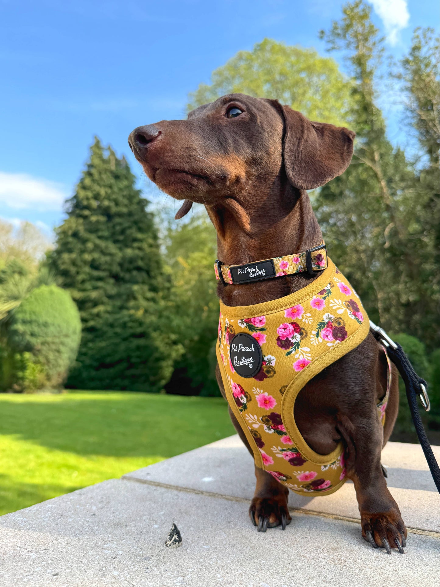 Vintage Yellow Buttercup Peonies Floral Puppy Dog Harness