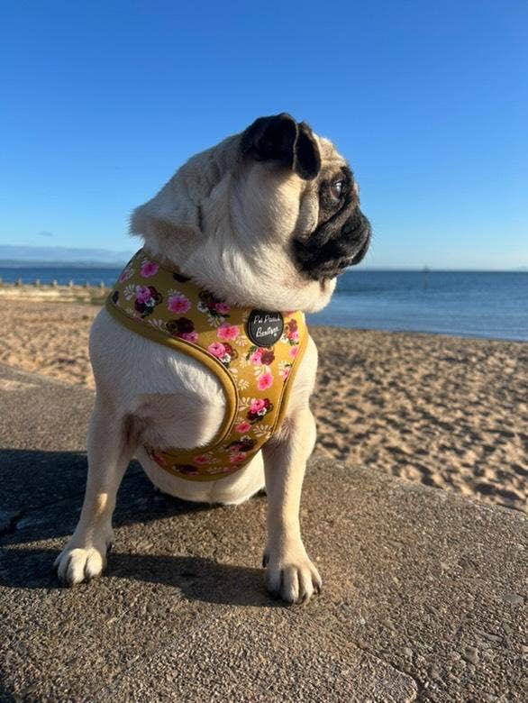 Vintage Yellow Buttercup Peonies Floral Puppy Dog Harness