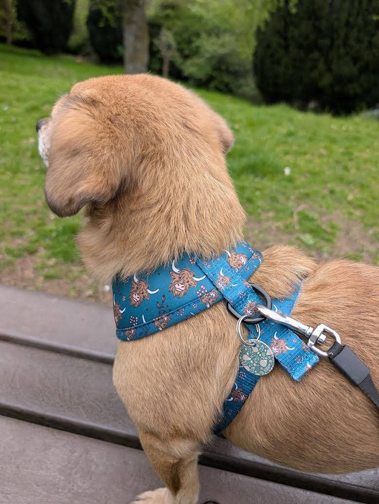 Happy Highland Cow Puppy Dog Harness (Harness Only)