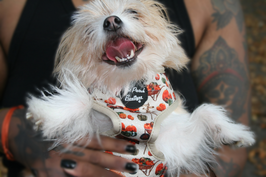 Pumpkin Patch Cart Puppy Dog Harness (Autumn/Fall)