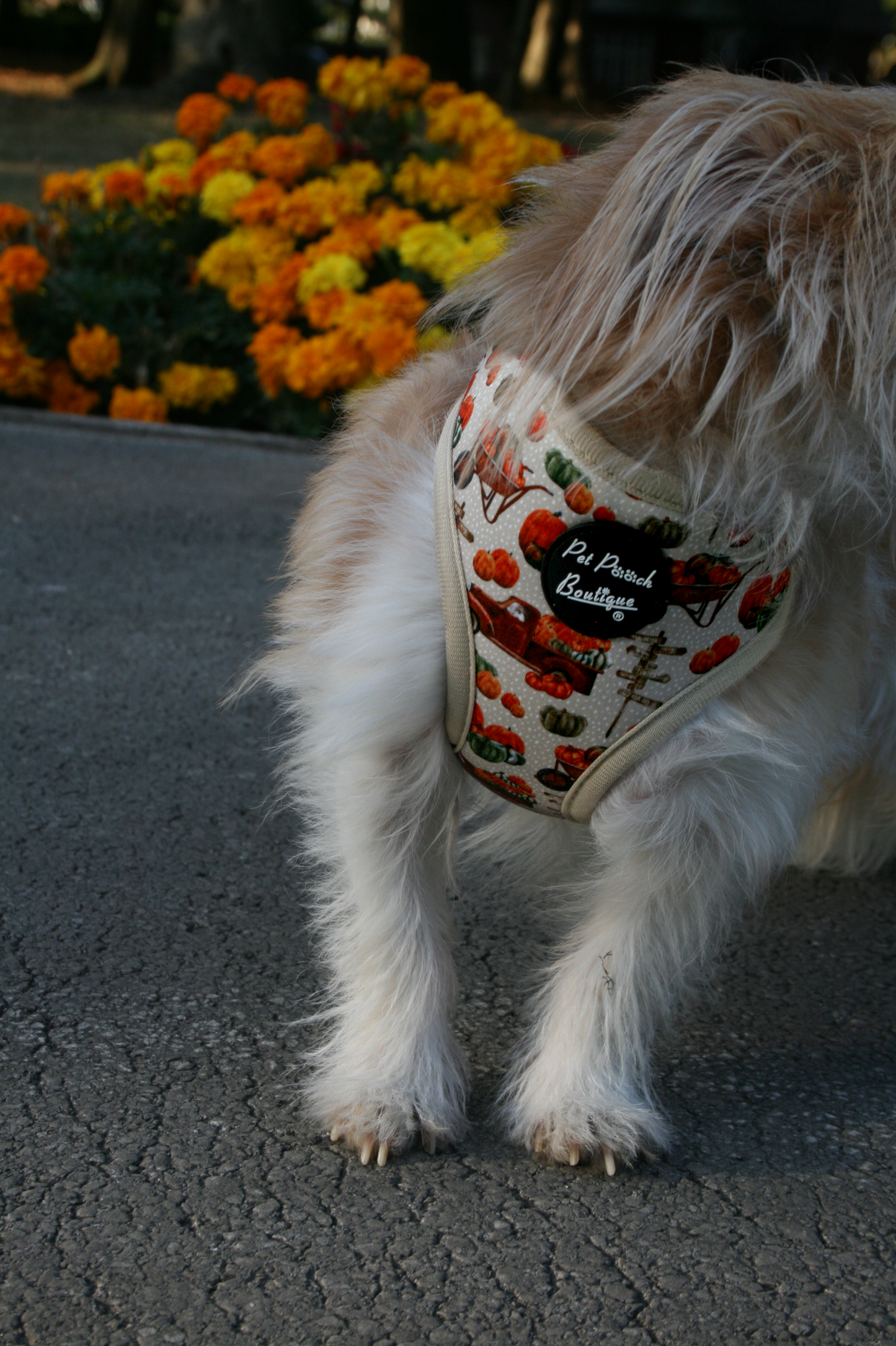 Pumpkin Patch Cart Puppy Dog Harness (Autumn/Fall)