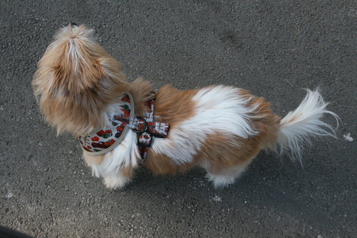 Pumpkin Patch Cart Puppy Dog Harness (Autumn/Fall)