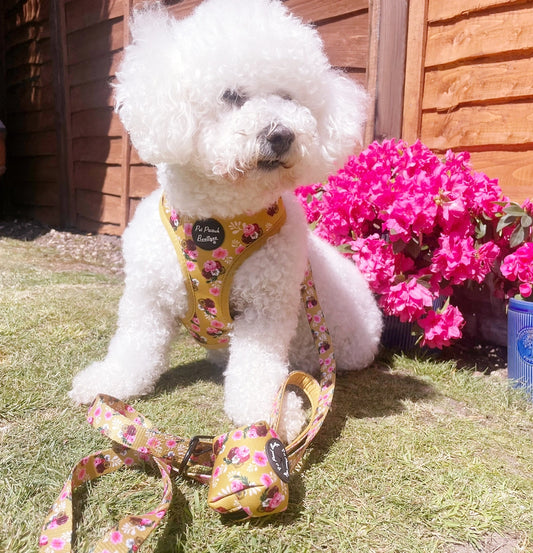 Vintage Yellow Buttercup Peonies Floral Dog Lead