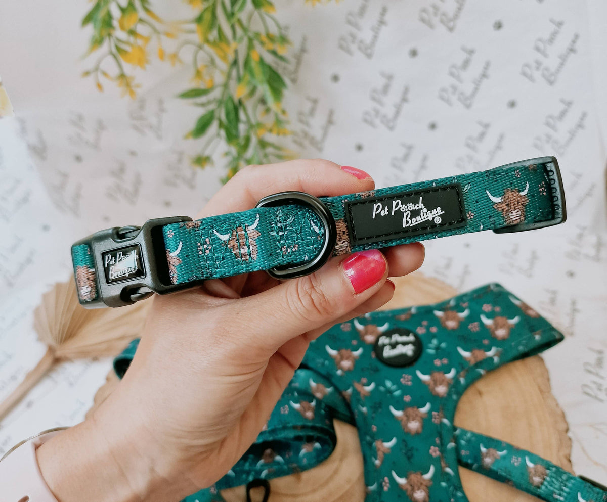 Happy Highland Cow Dog Collar