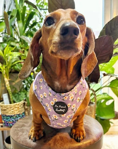 Lucky Little Lavender Daisies Dog Harness (Harness Only)
