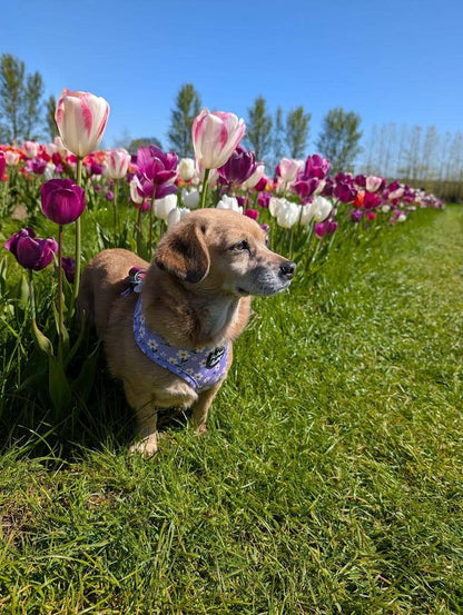 Lucky Little Lavender Daisies Dog Harness (Harness Only)
