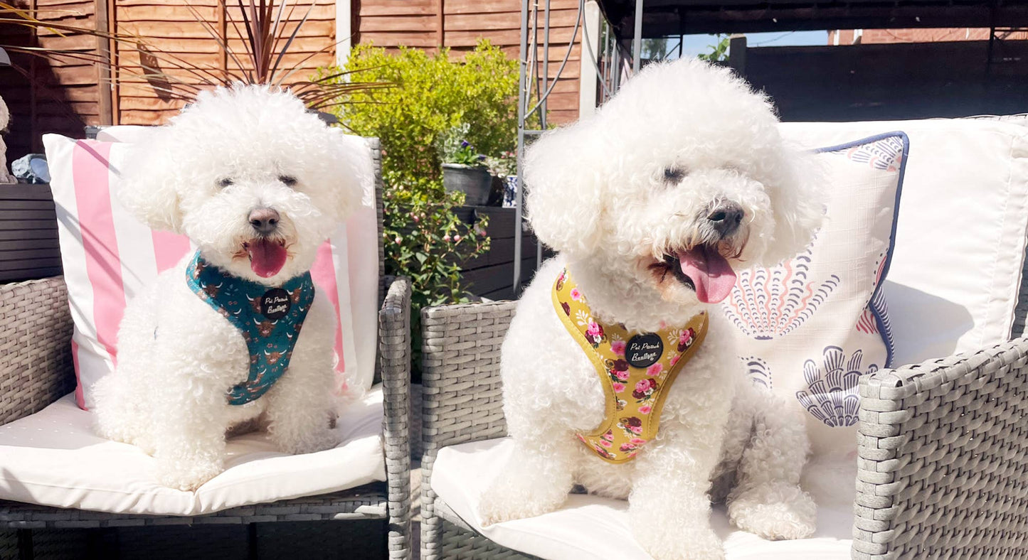 Happy Highland Cow Puppy Dog Harness (Harness Only)