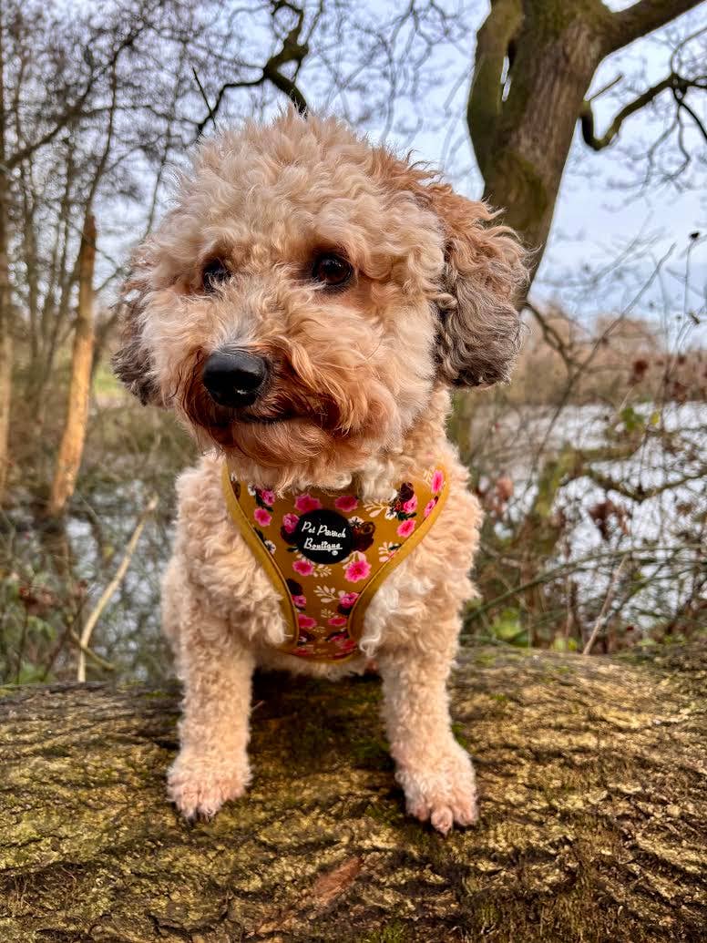 Vintage Yellow Buttercup Peonies Floral Puppy Dog Harness